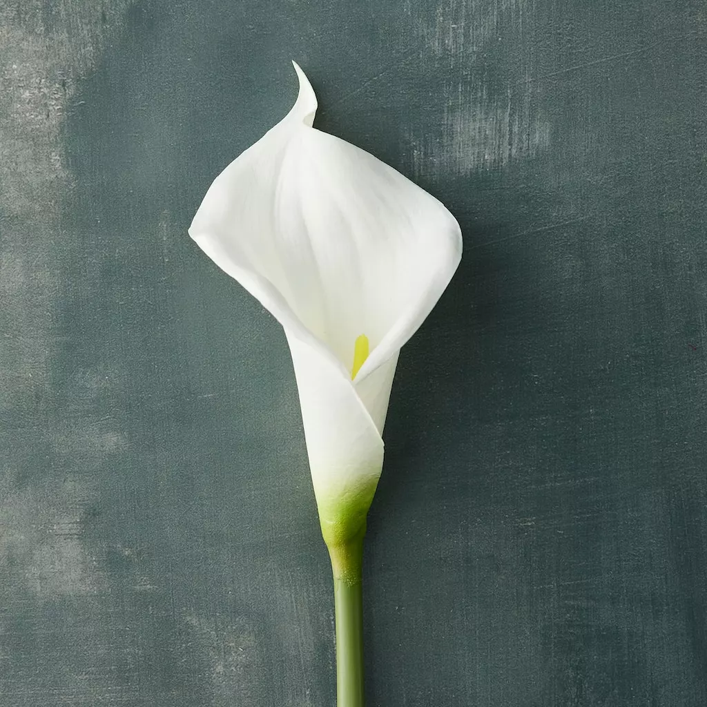 Outlet 🤩 White Calla Lily Stem by Ashland® 😀 4 Outlet 🤩 White Calla Lily Stem by Ashland® 😀 - Image 2