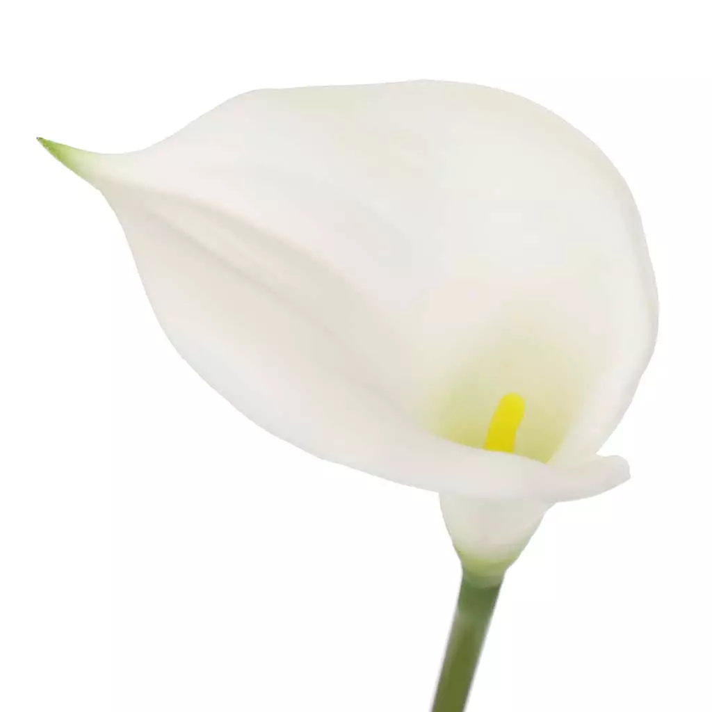 Outlet 🤩 White Calla Lily Stem by Ashland® 😀 6 Outlet 🤩 White Calla Lily Stem by Ashland® 😀 - Image 4