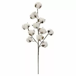 Coupon ⌛ Cotton Stem by Ashland® ⌛