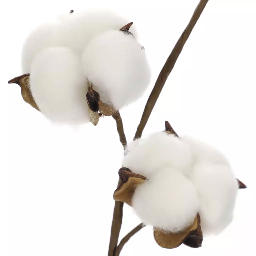 Coupon ⌛ Cotton Stem by Ashland® ⌛ 5 Coupon ⌛ Cotton Stem by Ashland® ⌛ - Image 3
