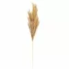Budget ❤️ Wispy Pampas Grass Stem by Ashland® ✨ -Michaels Store 10679178 1
