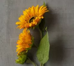 Buy 😍 Gold Sunflower Stem by Ashland® 🥰 -Michaels Store 10679189 25