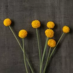 Outlet 😍 Yellow Billy Ball Stem by Ashland® 🌟 -Michaels Store 10679191 25