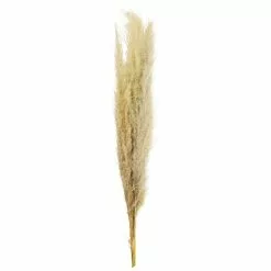 New ⭐ 6 Pack: Natural Brown Pampas Bunch by Ashland® ⌛