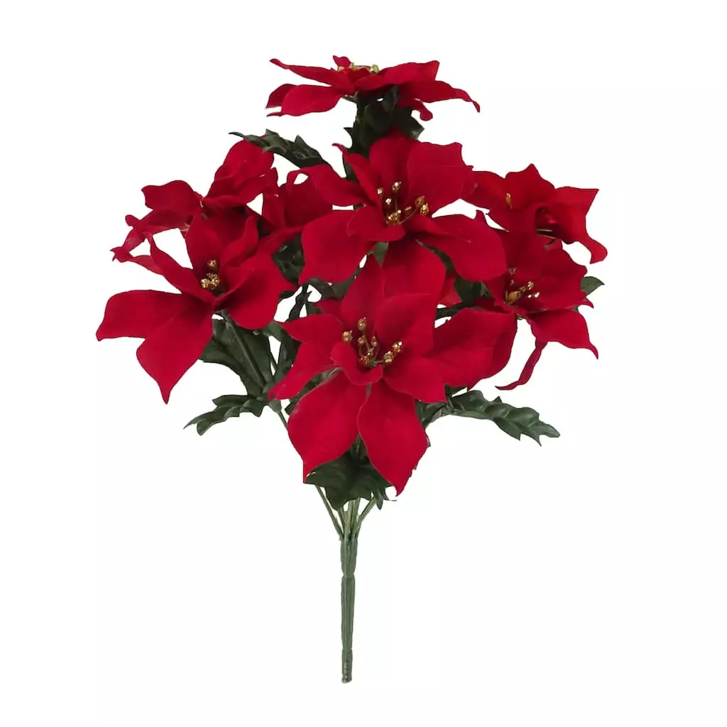 Cheap 😍 Crimson Poinsettia Bush by Ashland® ✔️ 3 Cheap 😍 Crimson Poinsettia Bush by Ashland® ✔️