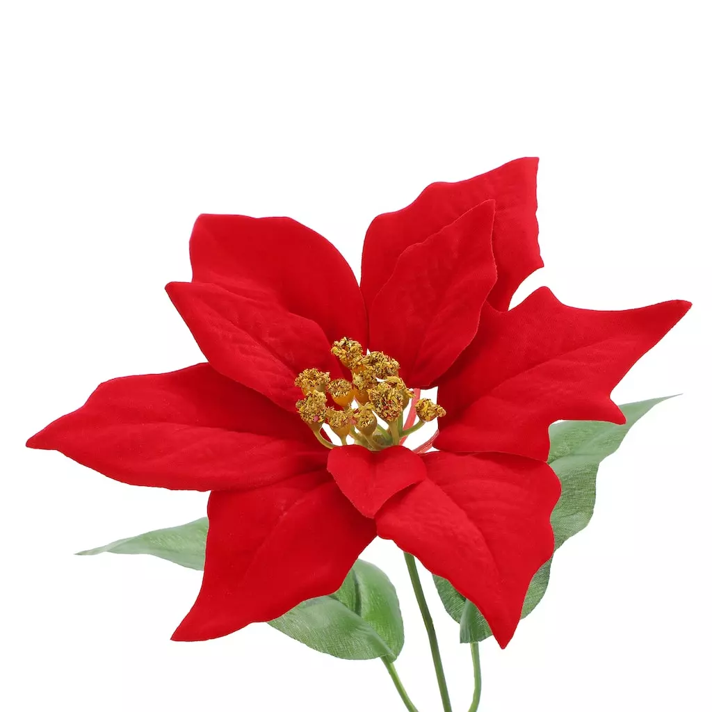 Best deal ๐ Red Poinsettia Bush by Ashland® โ๏ธ 4 Best deal ๐ Red Poinsettia Bush by Ashland® โ๏ธ - Image 2
