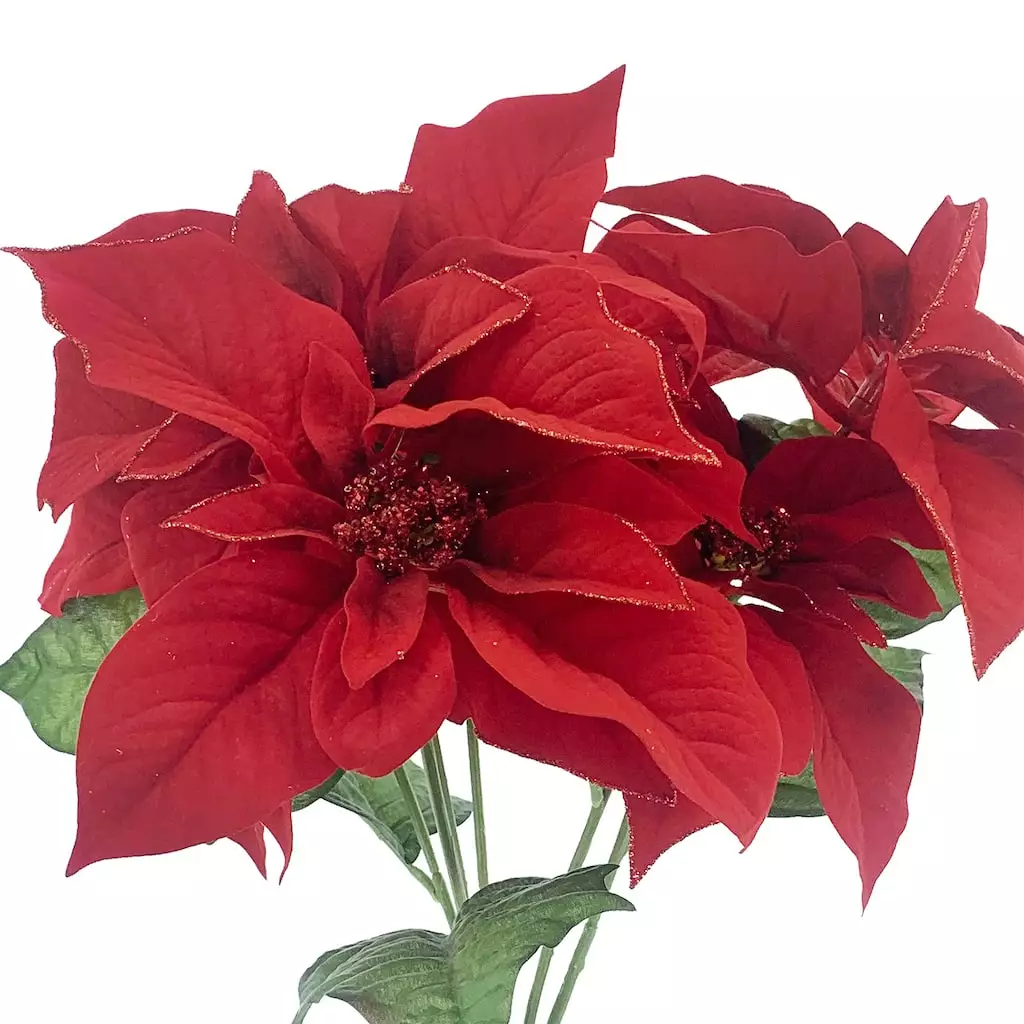 Outlet ๐ Dark Red Poinsettia Bush by Ashland® ๐งจ 4 Outlet ๐ Dark Red Poinsettia Bush by Ashland® ๐งจ - Image 2