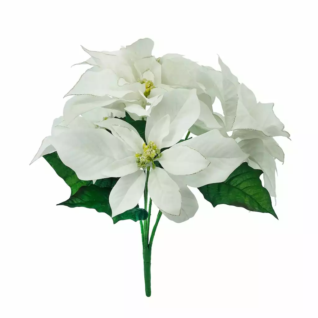 Budget ❤️ White Poinsettia Bush by Ashland® 🎁 3 Budget ❤️ White Poinsettia Bush by Ashland® 🎁