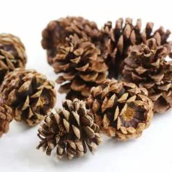 Discount ❤️ Cinnamon Scented Pinecones by Ashland® 🥰 -Michaels Store 10701018 3