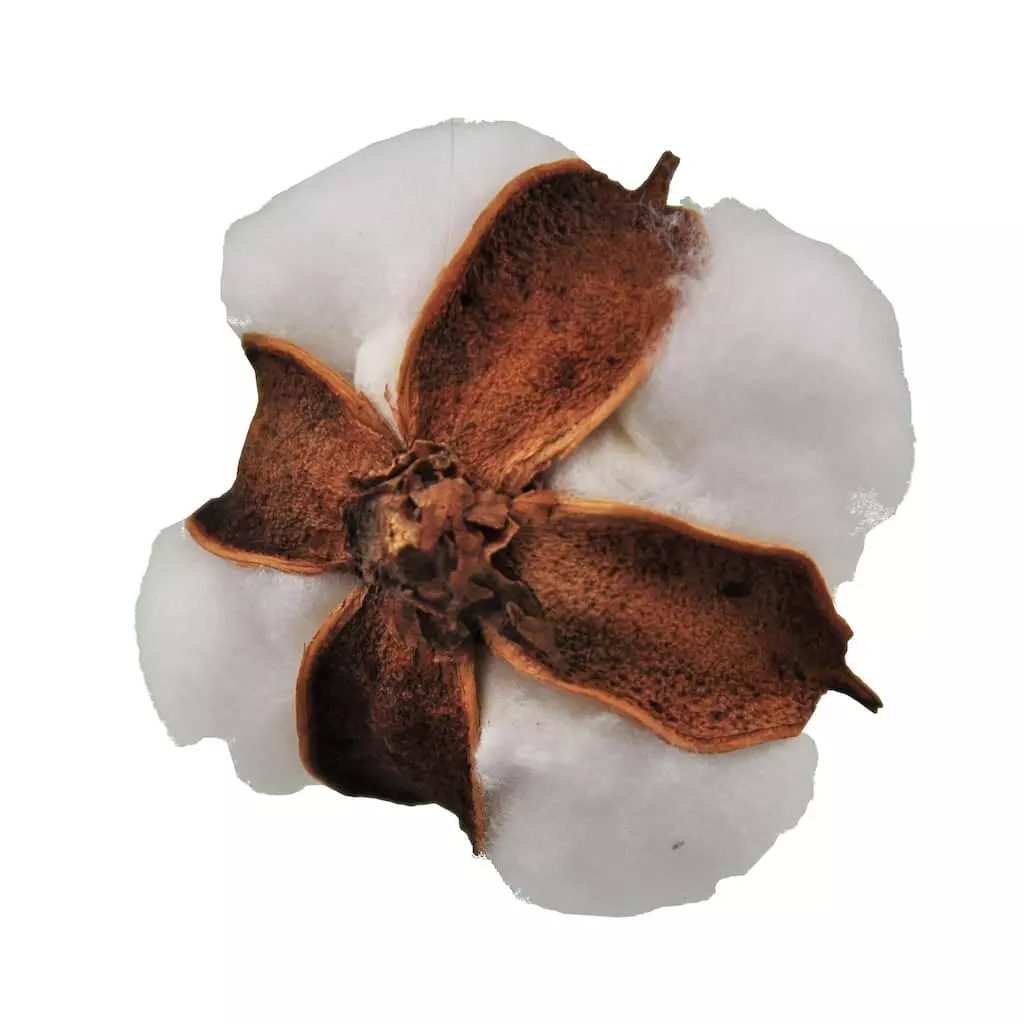 Promo 💯 Cotton Pod Filler by Ashland® 😍 6 Promo 💯 Cotton Pod Filler by Ashland® 😍 - Image 4