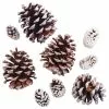Best Sale ✔️ Snow Dusted Pinecones by Ashland® 🧨