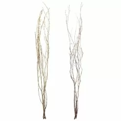 Coupon ⌛ Assorted Gold Birch Branch by Ashland® 👍