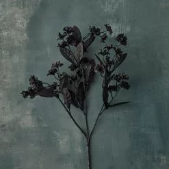 Cheapest ✨ 12 Pack: Black Double Baby's Breath Spray by Ashland® 🎉 -Michaels Store MP035277 20