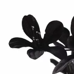 Cheap 😀 12 Pack: Charcoal Gray Azalea Spray by Ashland® ⌛ -Michaels Store MP035291 20