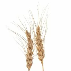 Best deal 😀 12 Pack: Natural Wheat Bundle by Ashland® ❤️ -Michaels Store MP065705 20