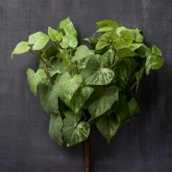 Hot Sale ⌛ 8 Pack: Yellow & Green Potato Leaf Bush by Ashland® 🔔 -Michaels Store MP128897 25