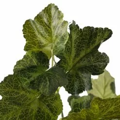 Flash Sale ✔️ 10 Pack: Coral Bell Bush by Ashland® 😉 -Michaels Store MP129104 20