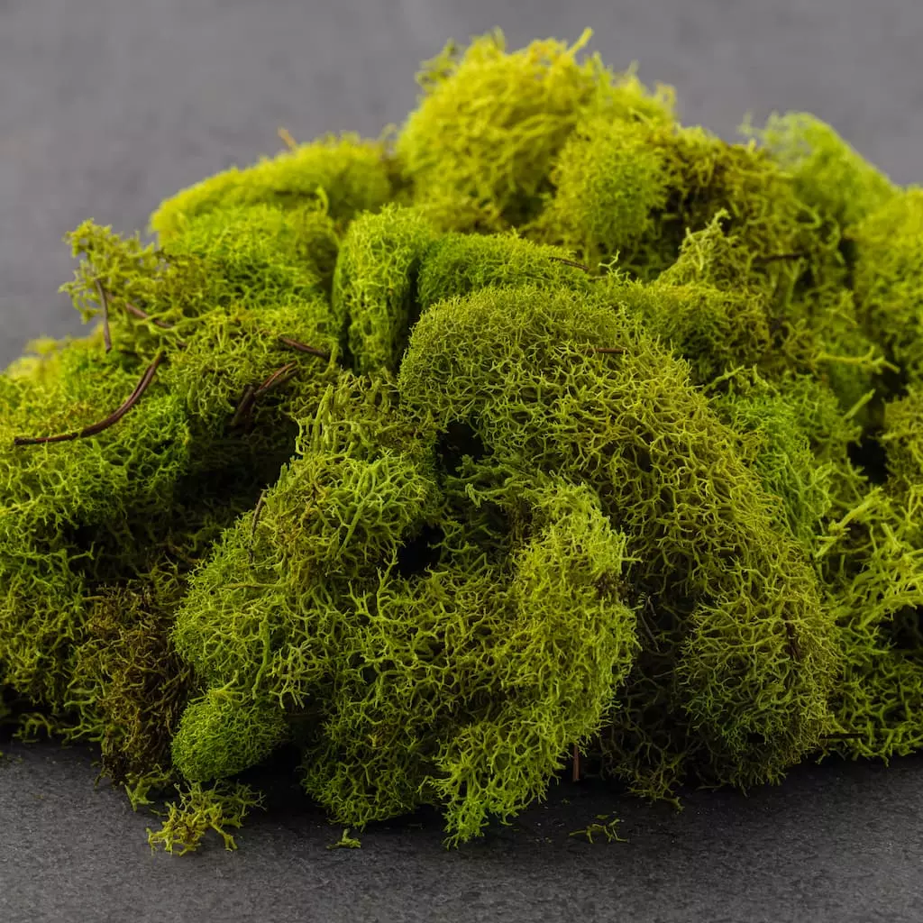 Flash Sale 👏 12 Pack: Reindeer Moss by Ashland® ✨ 7 Flash Sale 👏 12 Pack: Reindeer Moss by Ashland® ✨ - Image 5