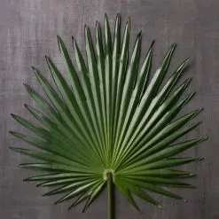 Flash Sale ✔️ 6 Pack: Green Fan Palm Stem by Ashland® ✔️ -Michaels Store MP230923 22