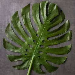 Budget 🎁 6 Pack: Green Monstera Leaf Stem by Ashland® 🔔 -Michaels Store MP230926 22