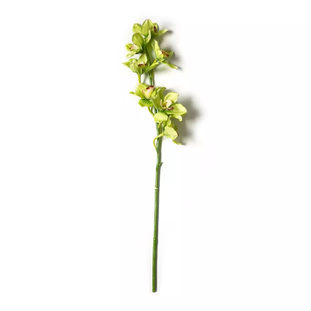 Cheapest 🧨 8 Pack: Pale Green Boat Orchid Stem by Ashland® ✔️ 5 Cheapest 🧨 8 Pack: Pale Green Boat Orchid Stem by Ashland® ✔️ - Image 3