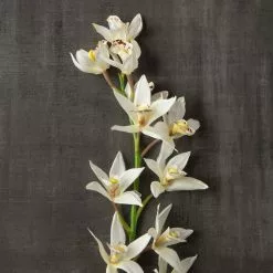 Deals 👍 8 Pack: Cream Boat Orchid Stem by Ashland® ❤️ -Michaels Store MP230929 25