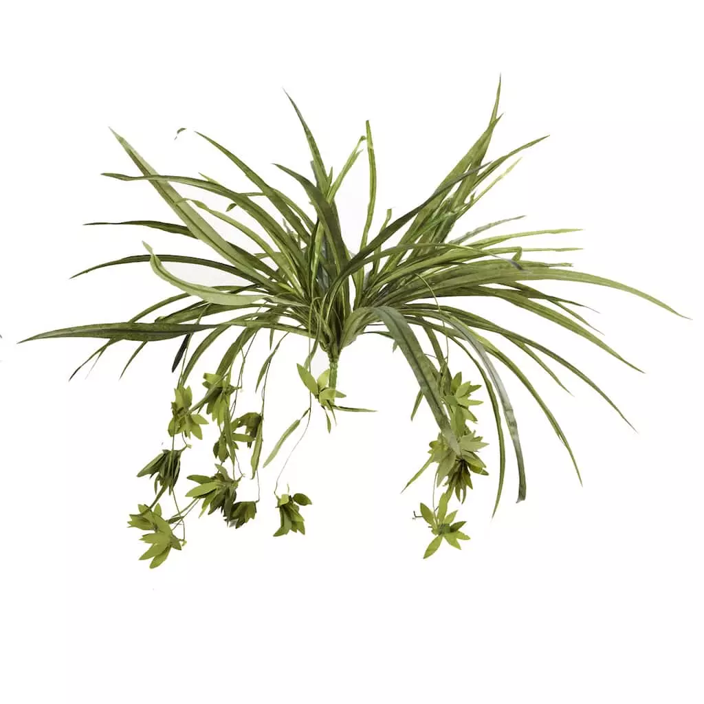 Promo 💯 12 Pack: Green Spider Bush by Ashland® 🛒 3 Promo 💯 12 Pack: Green Spider Bush by Ashland® 🛒