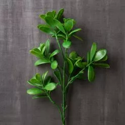 Coupon ⌛ 12 Pack: Green Crassula Spray by Ashland® 🔔 -Michaels Store MP262977 22