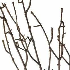 Discount 😉 12 Pack: Brown Twig Stem by Ashland® 💯 -Michaels Store MP263724 20