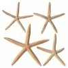 Best deal 🌟 6 Packs: 4 ct. (24 total) White Glitter Starfish by Ashland® ⌛ -Michaels Store MP276723 31