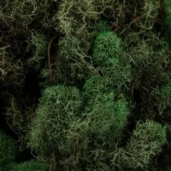 Wholesale ❤️ 12 Pack: Basil Green Reindeer Moss by Ashland® 😍 -Michaels Store MP284152 22
