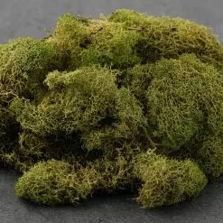 Cheap 🔔 12 Pack: Spring Green Reindeer Moss by Ashland® 👍 -Michaels Store MP284153 21