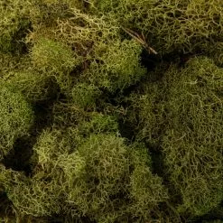 Cheap 🔔 12 Pack: Spring Green Reindeer Moss by Ashland® 👍 -Michaels Store MP284153 22