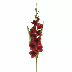 Promo 🎁 12 Pack: Dark Red Gladiolus Stem by Ashland® ✔️
