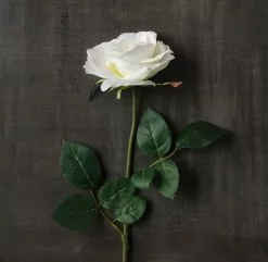 Best reviews of 🎁 16 Pack: Ivory Princess Rose Stem by Ashland® 👏 -Michaels Store MP297096 25