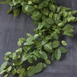 Buy 🔥 8 Pack: Fittonia Hanging Bush by Ashland® ✨ -Michaels Store MP308882 22