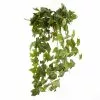 Top 10 ⭐ 12 Pack: German Ivy Bush by Ashland® ✔️ 1 Top 10 ⭐ 12 Pack: German Ivy Bush by Ashland® ✔️ -Michaels Store MP335273 1