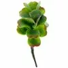 Cheap ⌛ 18 Pack: Green & Orange Succulent Pick by Ashland® 🔔 -Michaels Store MP337814 1