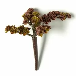 Best reviews of ⭐ 12 Pack: Creeping Red Sedum Pick by Ashland® ✨ -Michaels Store MP337815 21