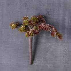 Best reviews of ⭐ 12 Pack: Creeping Red Sedum Pick by Ashland® ✨ -Michaels Store MP337815 22