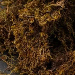 Best Pirce 😉 12 Pack: Decorative Moss by Ashland® ✨ -Michaels Store MP341503 22