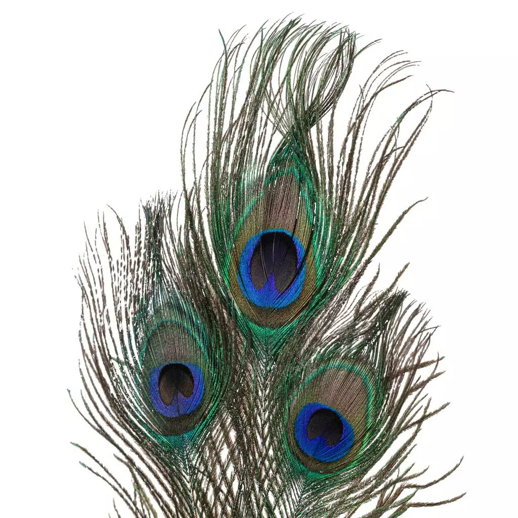 Deals ⭐ 12 Pack: Peacock Feather Picks by Ashland® 🤩 5 Deals ⭐ 12 Pack: Peacock Feather Picks by Ashland® 🤩 - Image 3