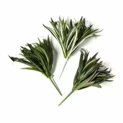 Cheapest 🎉 12 Pack: Assorted Cordyline Bush by Ashland® ❤️ -Michaels Store MP356827 21