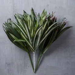 Cheapest 🎉 12 Pack: Assorted Cordyline Bush by Ashland® ❤️ -Michaels Store MP356827 22