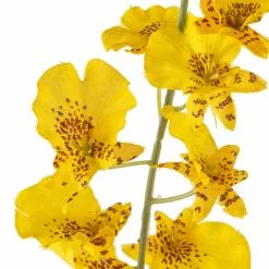 Buy 🔔 12 Pack: Yellow Dancing Orchid by Ashland® ✔️ -Michaels Store MP381029 20
