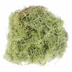 Wholesale 🛒 24 Pack: Basil Green Spanish Moss by Ashland® ⌛ -Michaels Store MP382824 2