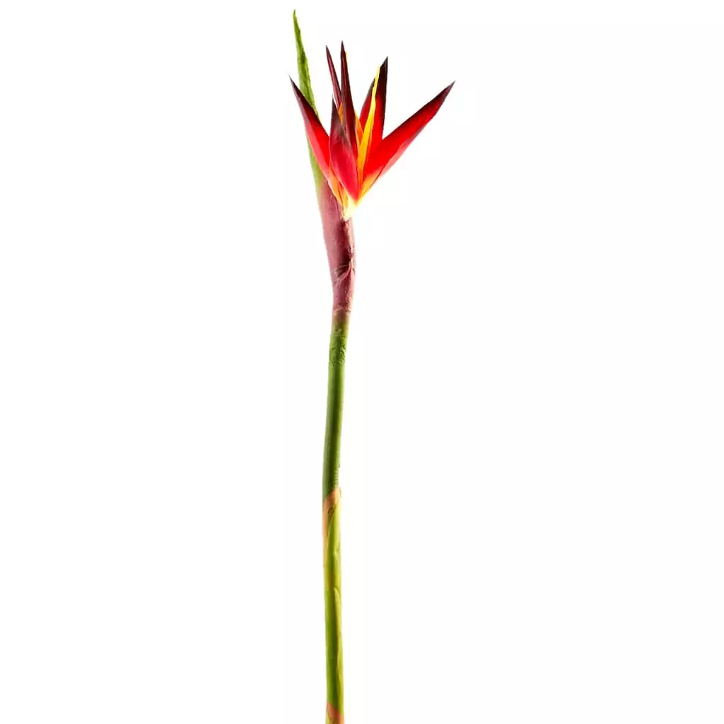 Cheap π 12 Pack: Tropical Bird of Paradise Stem by Ashland® π€© 3 Cheap π 12 Pack: Tropical Bird of Paradise Stem by Ashland® π€©