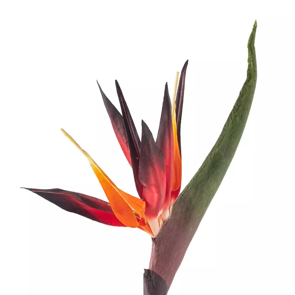 Cheap π 12 Pack: Tropical Bird of Paradise Stem by Ashland® π€© 5 Cheap π 12 Pack: Tropical Bird of Paradise Stem by Ashland® π€© - Image 3