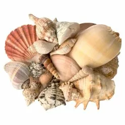 Cheapest 😀 6 Pack: Mixed Shells Value Bag by Ashland® 🤩