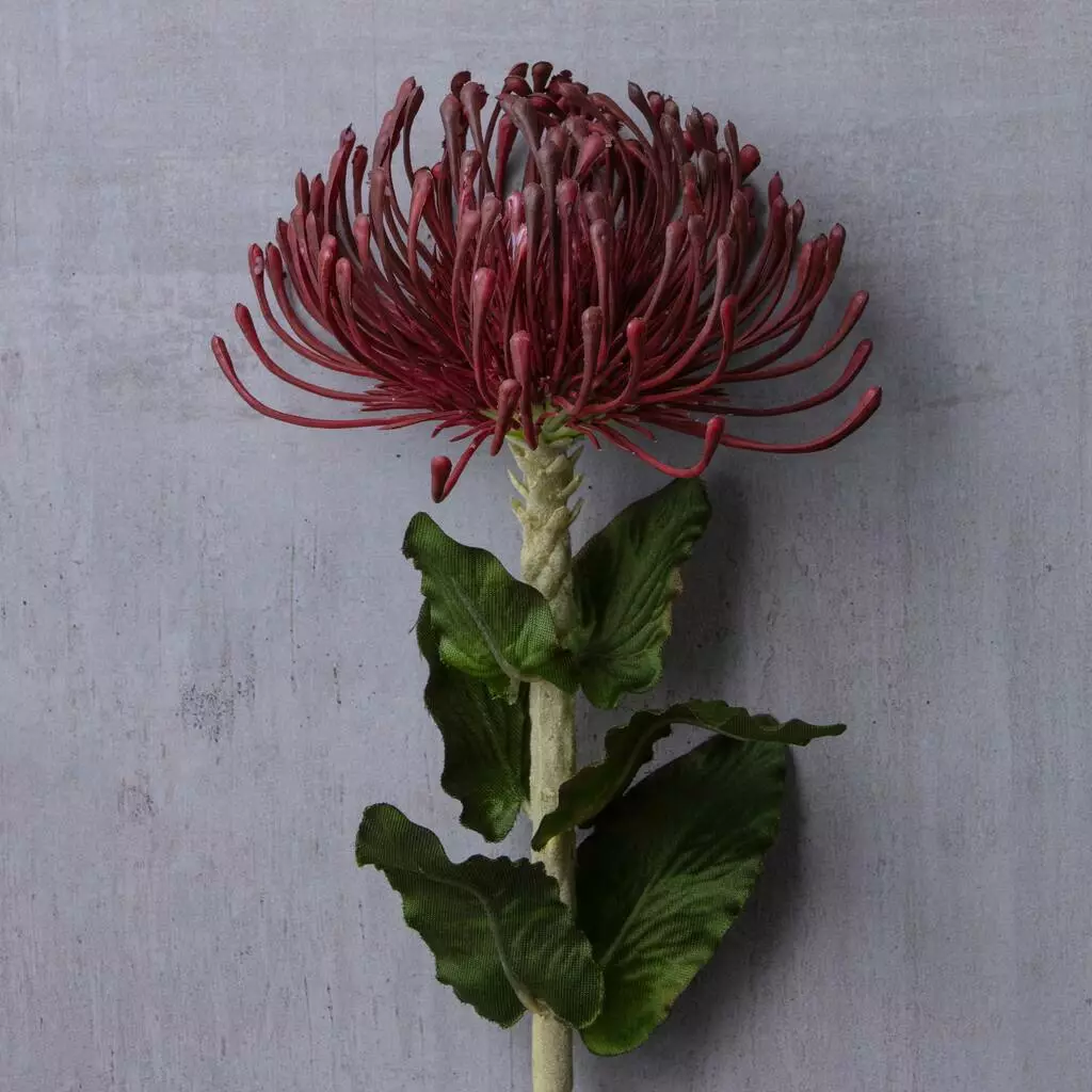 Top 10 🧨 12 Pack: Red Pincushion Protea Stem by Ashland® ⌛ 5 Top 10 🧨 12 Pack: Red Pincushion Protea Stem by Ashland® ⌛ - Image 3